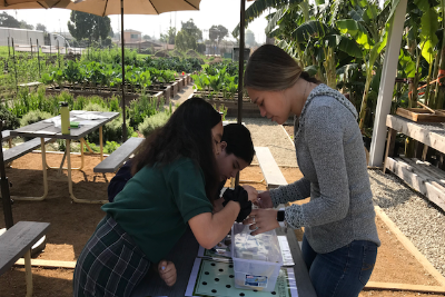 Students collaborating with Alma Backyard Farms and St Albert’s elementary school